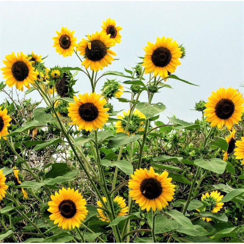 SUNFLOWER ‘Henry Wilde’|4″ square pot