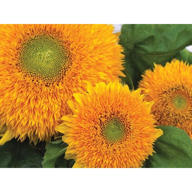 SUNFLOWER ‘Teddy Bear’|4″ square pot