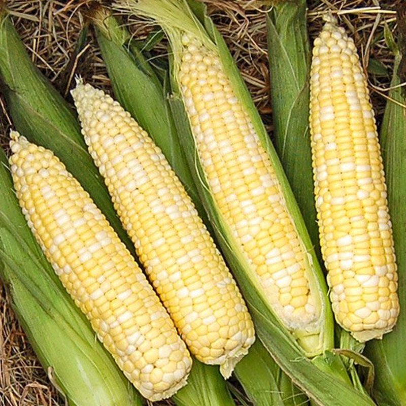 SWEET CORN ‘My Fair Lady’|6-pack