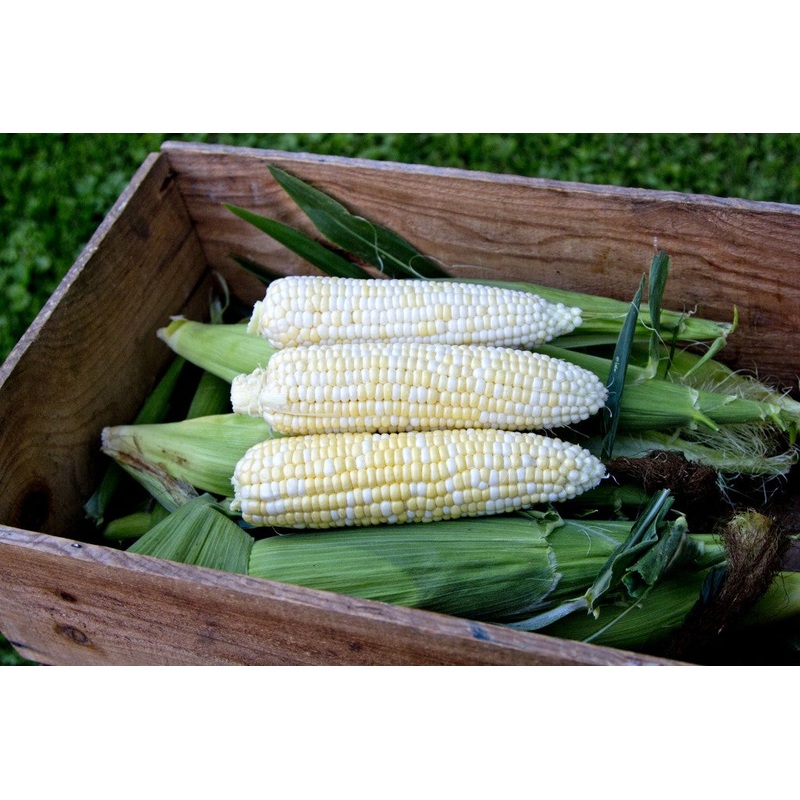 SWEET CORN ‘Who Gets Kissed’|6-pack