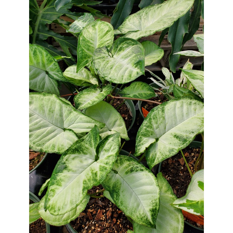Syngonium podophyllum ‘Pixie’ –Dwarf Arrowhead Vine–