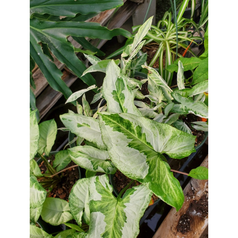 Syngonium podophyllum –Three Kings Arrowhead Vine–