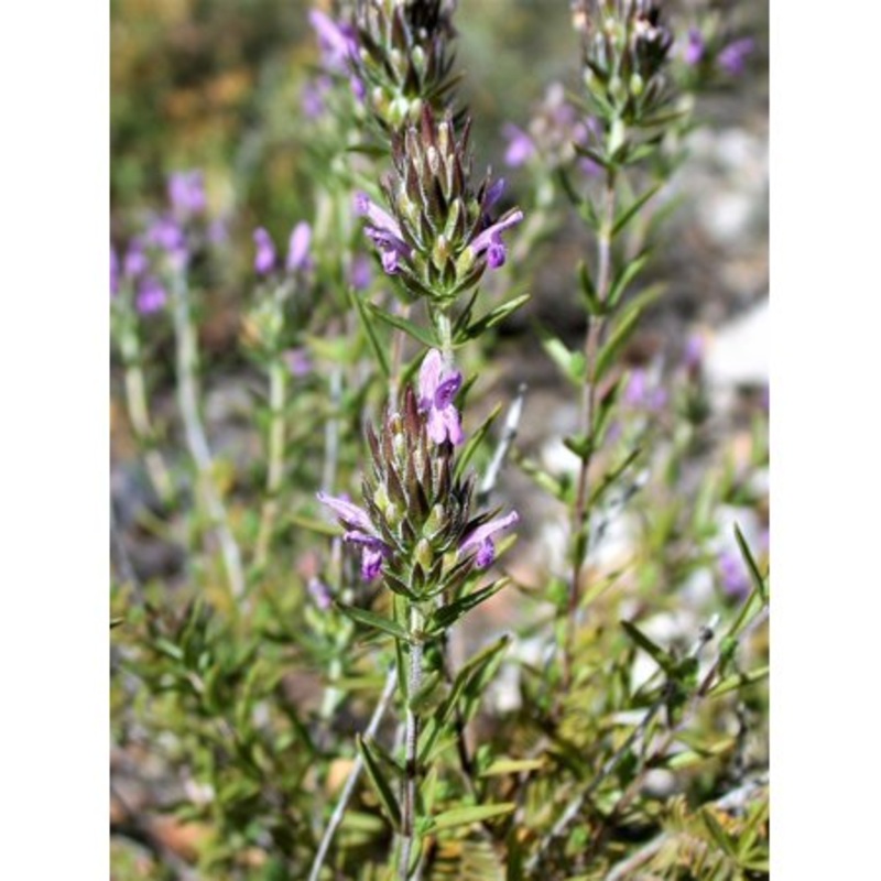 THYME ‘Mediterranean Spiked’ –Thymbra spicata–