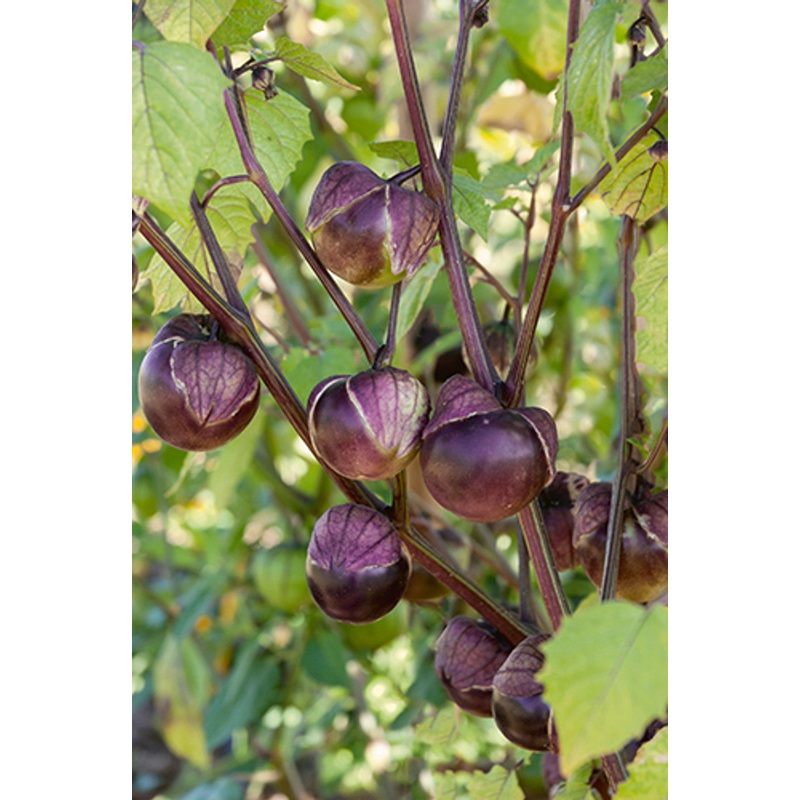 TOMATILLO ‘Really Purple’|1 quart round pot