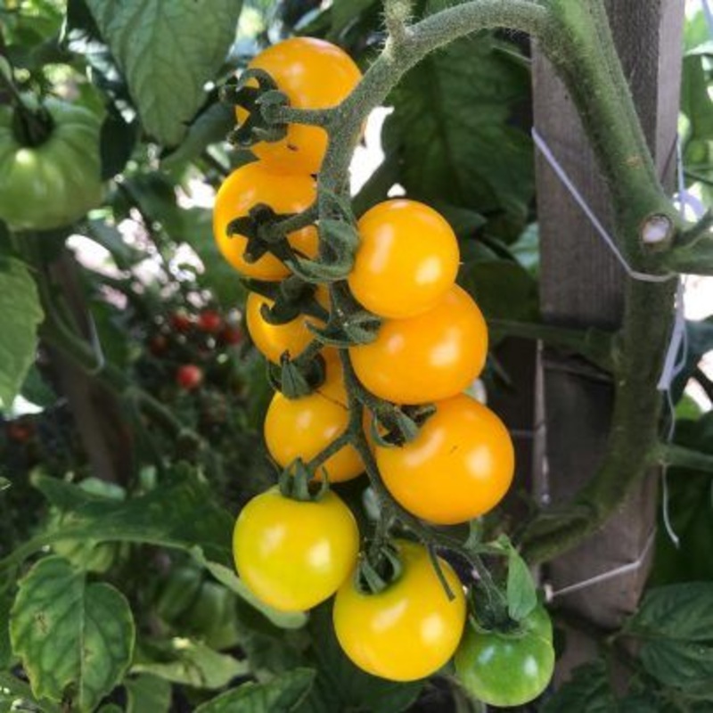 TOMATO ‘Hartman’s Yellow Gooseberry’