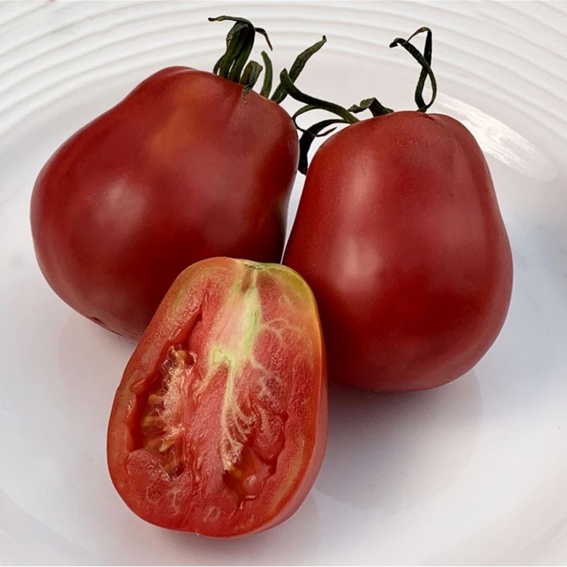 TOMATO ‘New Zealand Paste’|4″ square pot