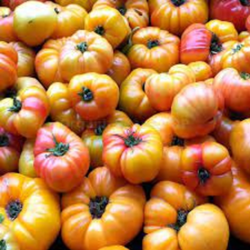 TOMATO ‘Oaxacan Jewel’|4″ square pot