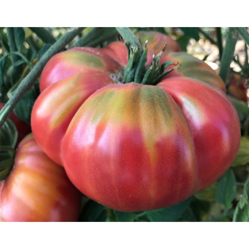 TOMATO ‘Watermelon Beefsteak’|4″ square pot