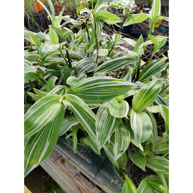 Tradescantia albiflora ‘Albo-vittata’ –Giant White Inch Plant–