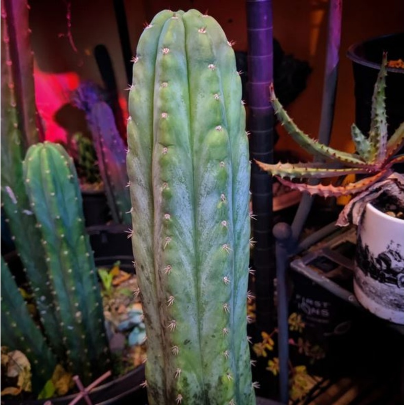 Trichocereus pachanoi ‘Quasi Cristata x Yogi’