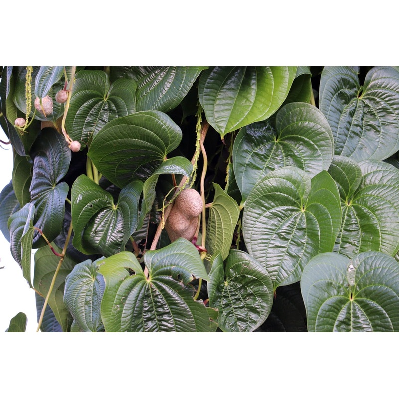 YAM ‘Chinese’ –Dioscorea polystachya–
