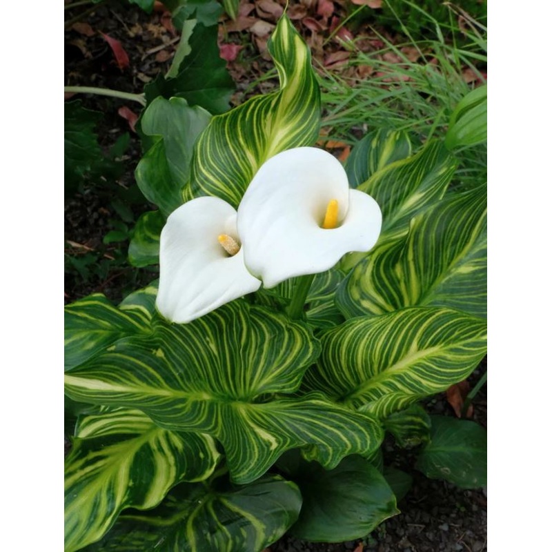 Zantedeschia aethiopica –African Gold Calla Lily–