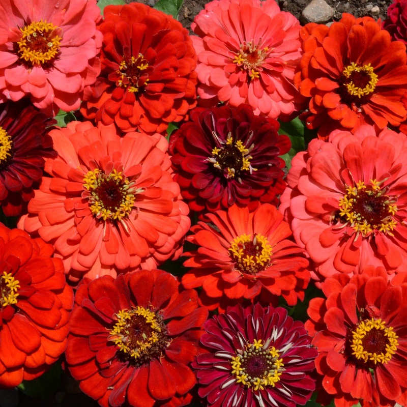 ZINNIA ‘Berry Tart Mix’|4″ square pot