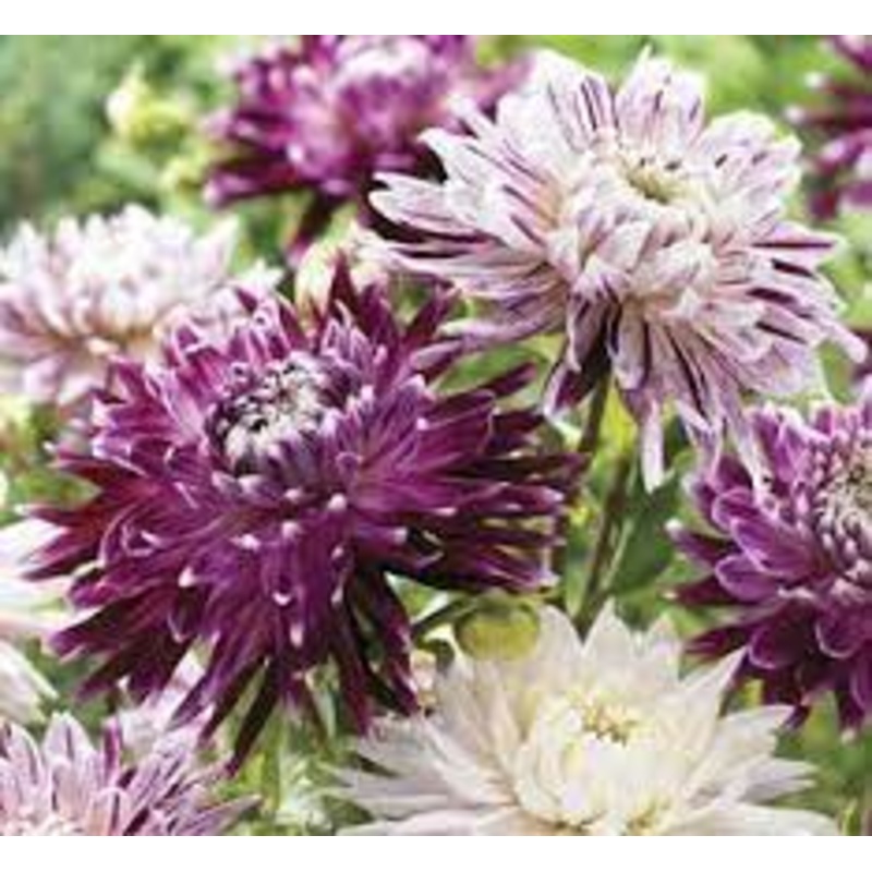 ZINNIA ‘Blueberry Cheesecake’|4″ square pot