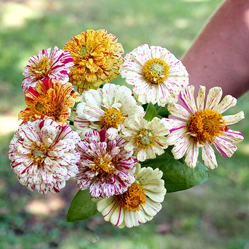 ZINNIA ‘Peppermint Stick’|4″ square pot