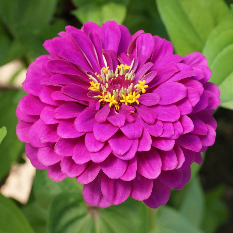 ZINNIA ‘Purple Prince’|4″ square pot