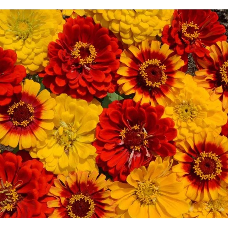 ZINNIA ‘South of the Border’|4″ square pot