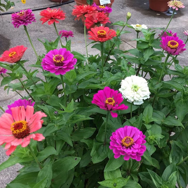 ZINNIA ‘Under the Sea’|4″ square pot