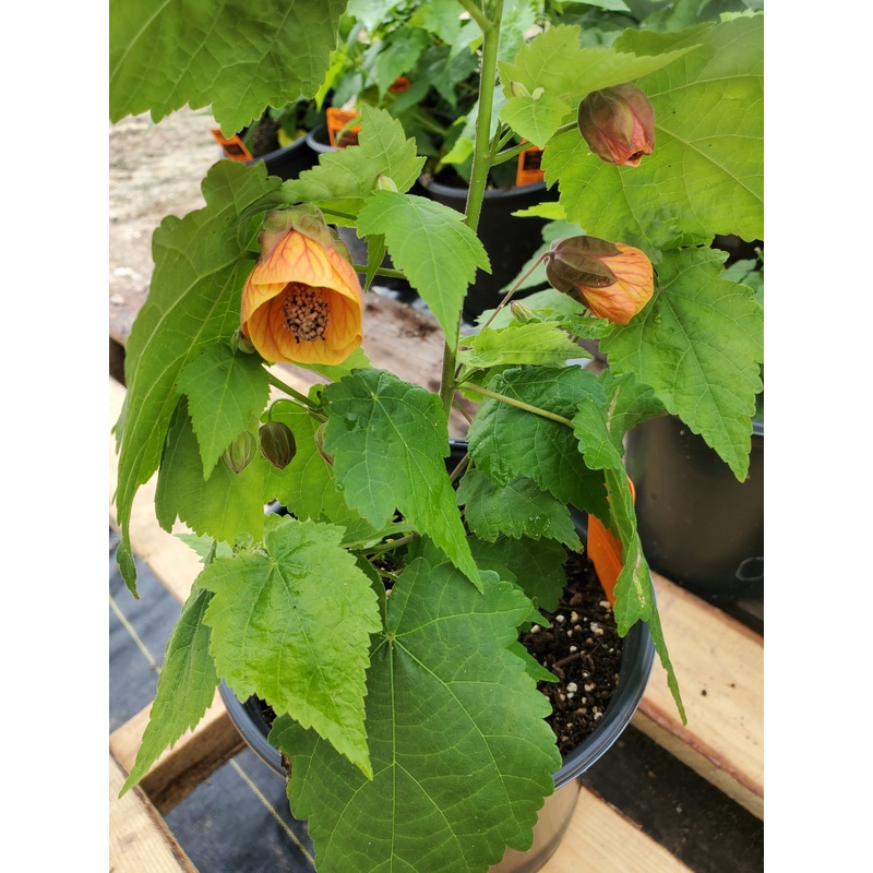 Abutilon –Orange Hot Lava Flowering Maple–