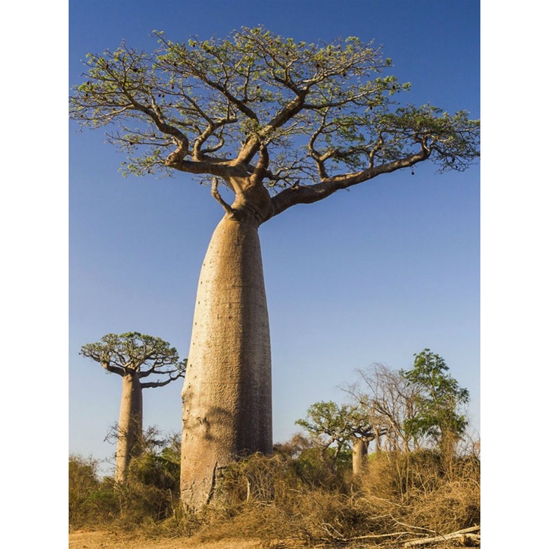 Adansonia digitata –African Baobab–