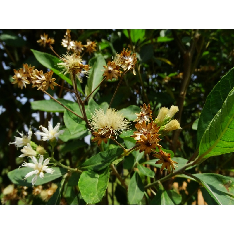 AFRICAN BITTER LEAF –Vernonia amygdalina–