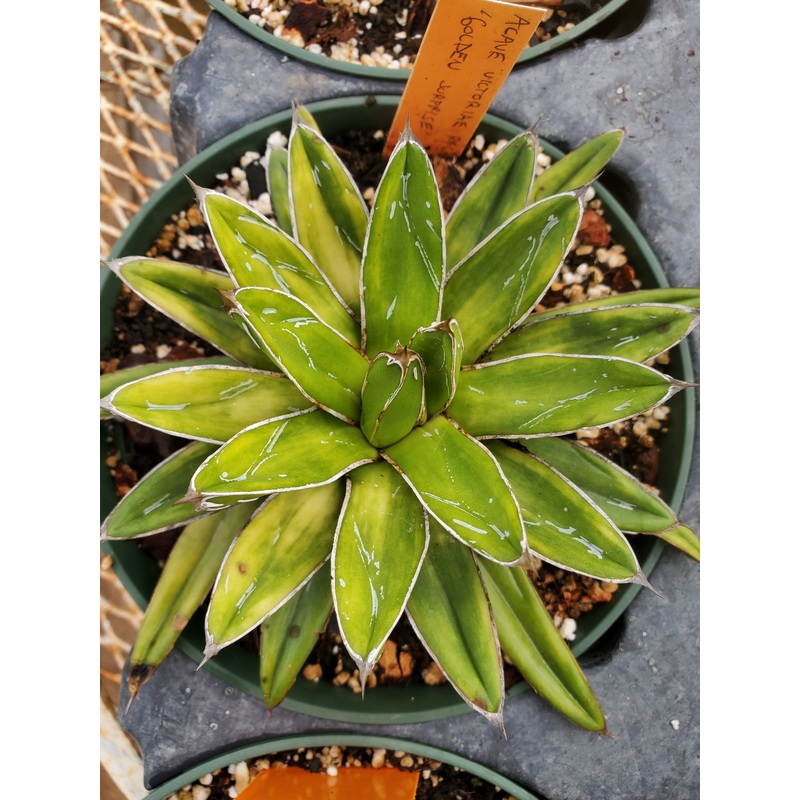 Agave victoriae-reginae –Golden Surprise Queen Victoria Agave–