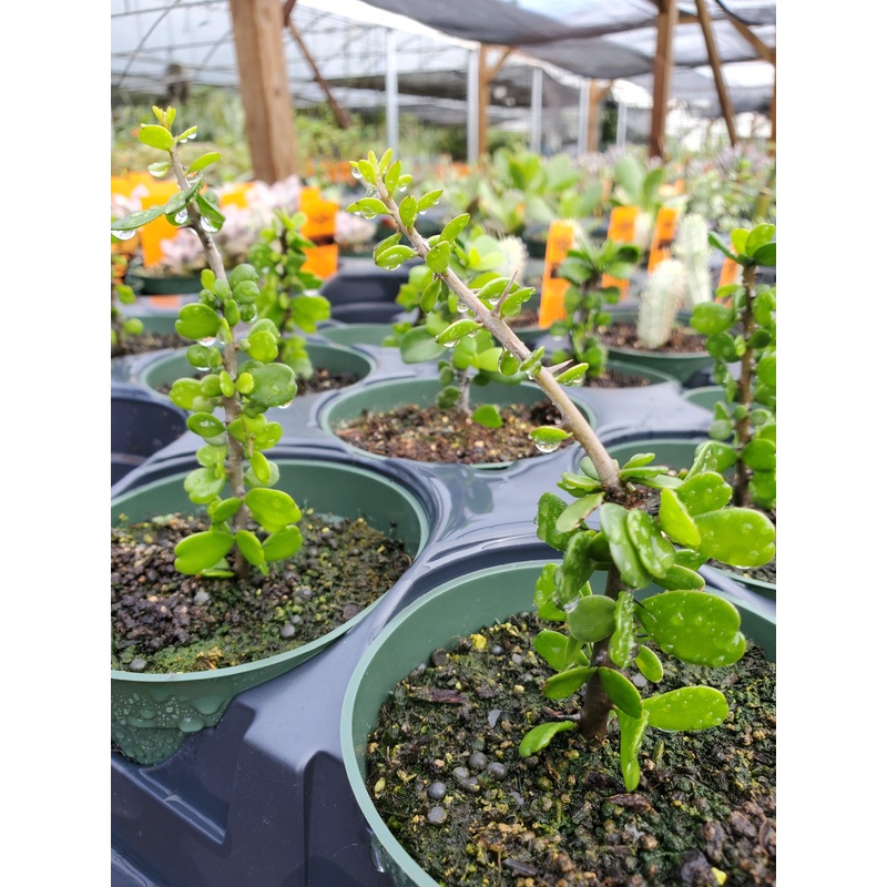 Alluaudia humbertii|1 quart round pot