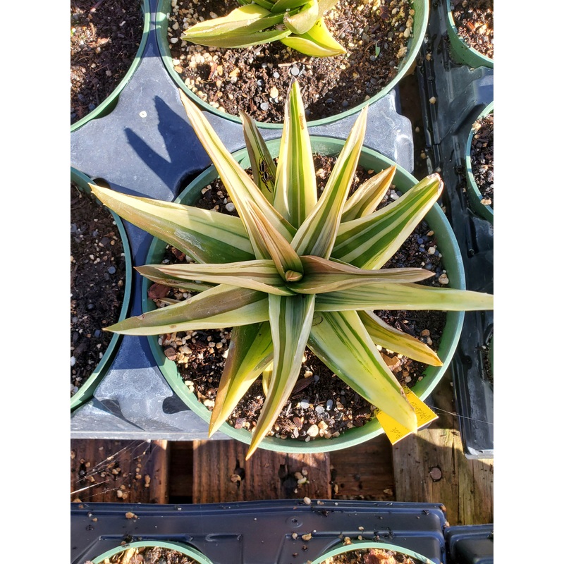 Aloe ‘Walmsley’s Variegated’|4″ round pot
