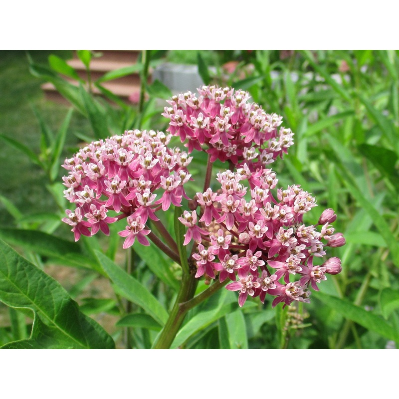 Asclepias incarnata –Swamp Milkweed–