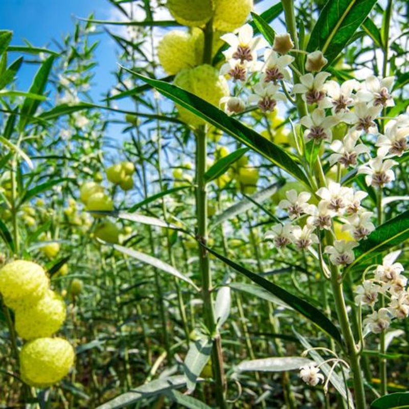 Asclepias physocarpa –Family Jewels Tree Milkweed–