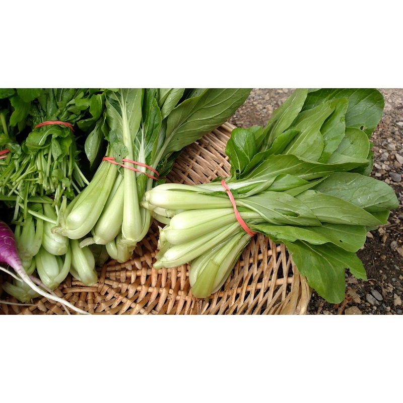 ASIAN GREENS ‘Luck Dragon Baby Bok Choi’