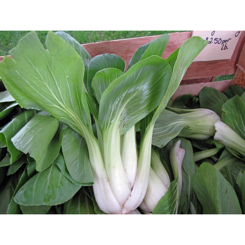 ASIAN GREENS ‘Shanghai Green Bok Choy’