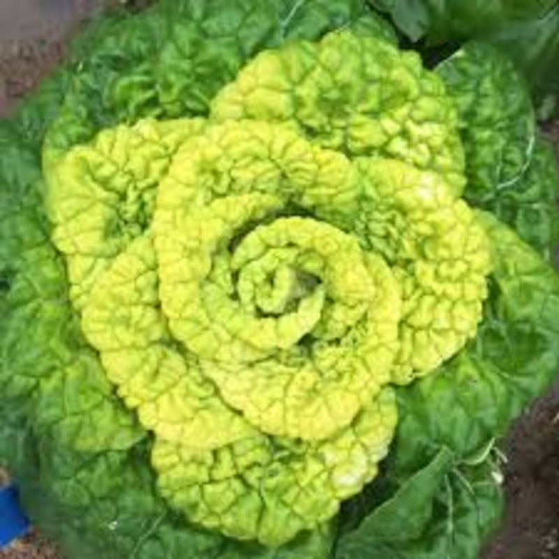 ASIAN GREENS ‘Yellow Heart Winter Choy’