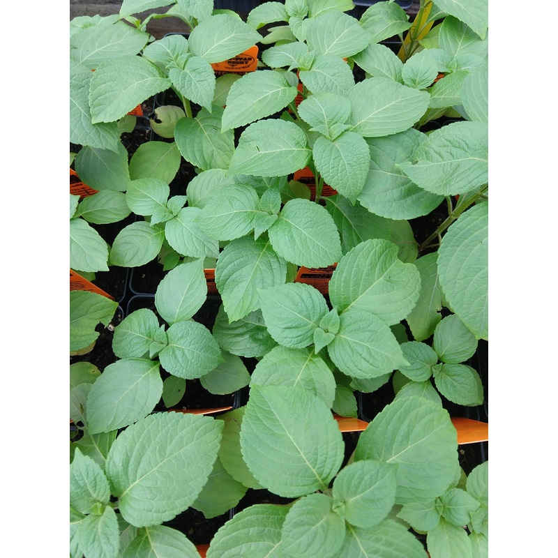 BASIL ‘Holy Vana’ –Ocimum gratissimum ‘Vana Tulsi’–