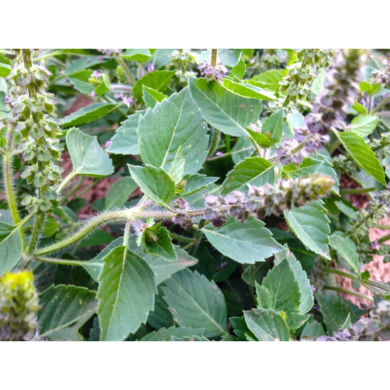 BASIL ‘Temperate’ –Ocimum africanum ‘Temperate Tulsi’–