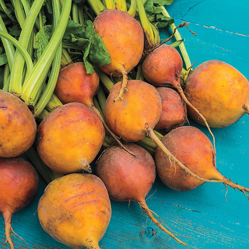 BEETS ‘Boldor’|4″ square pot