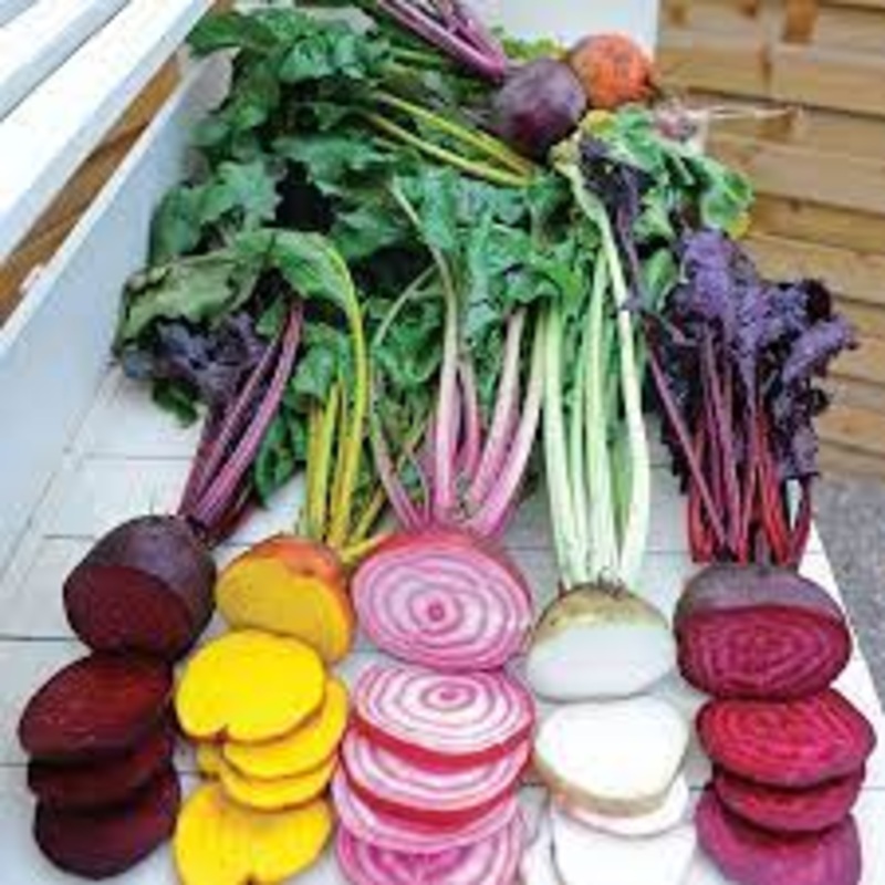 BEETS ‘Rainbow Mix’|4″ square pot