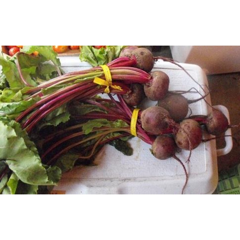 BEETS ‘Robuschka’|4″ square pot