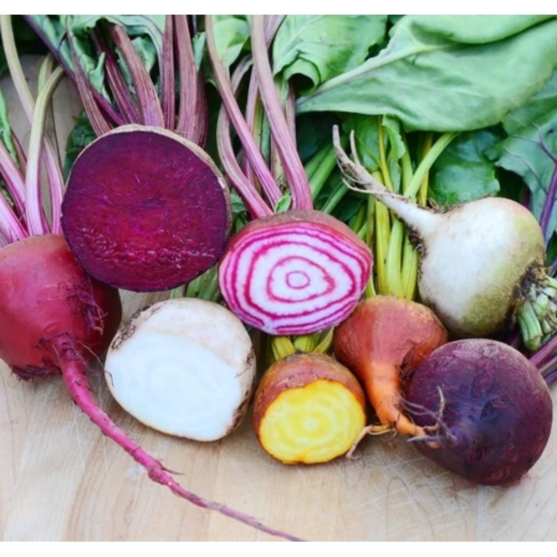 BEETS ‘Spring Color Blend’|4″ square pot