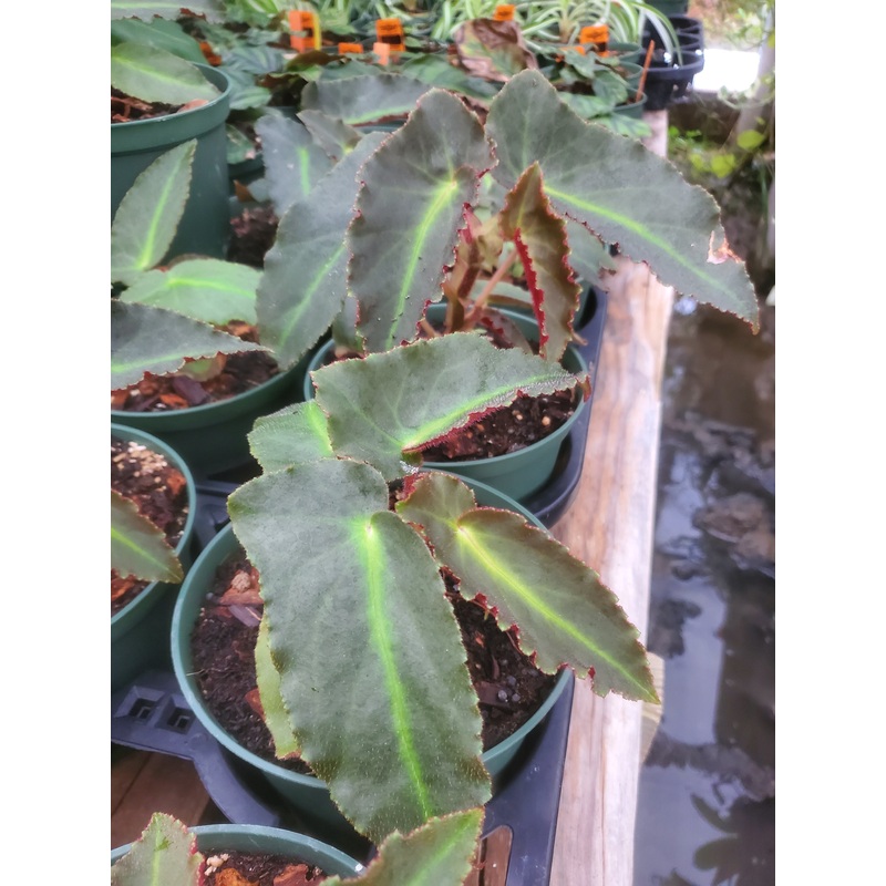 Begonia listada –Striped Begonia–