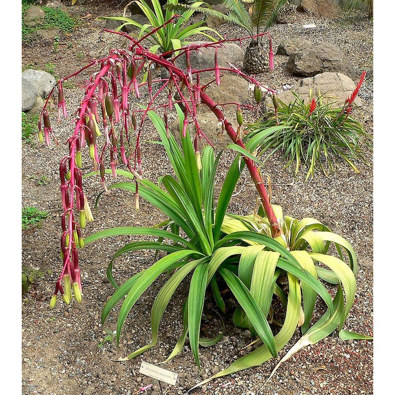 Beschorneria septentrionalis –Red False Agave–