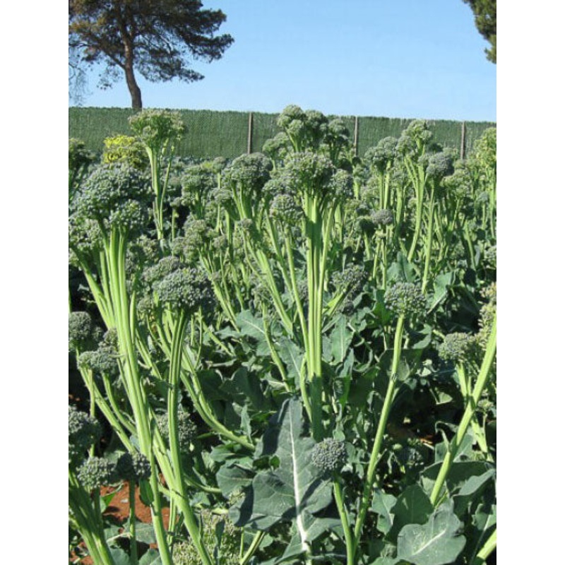 BROCCOLI ‘Aspabroc’|4″ square pot
