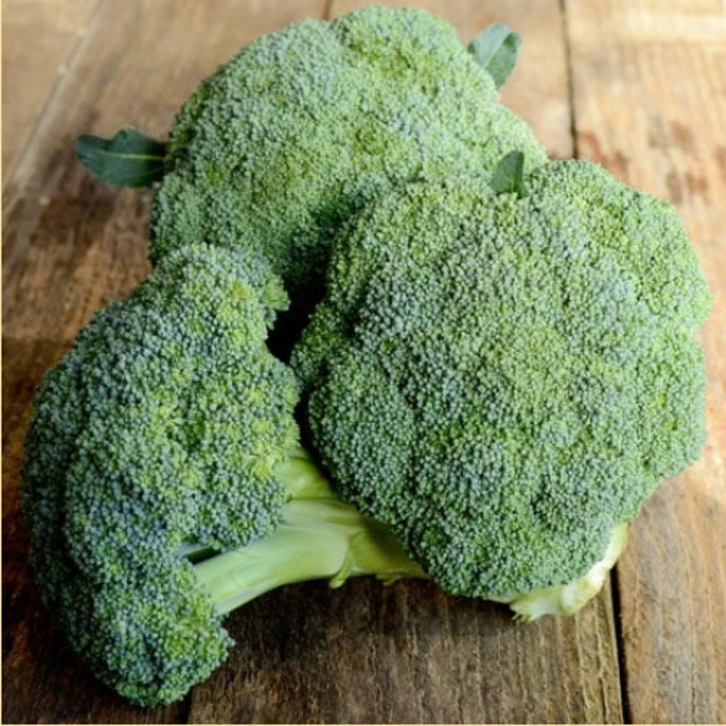 BROCCOLI ‘Emerald Crown’|4″ square pot