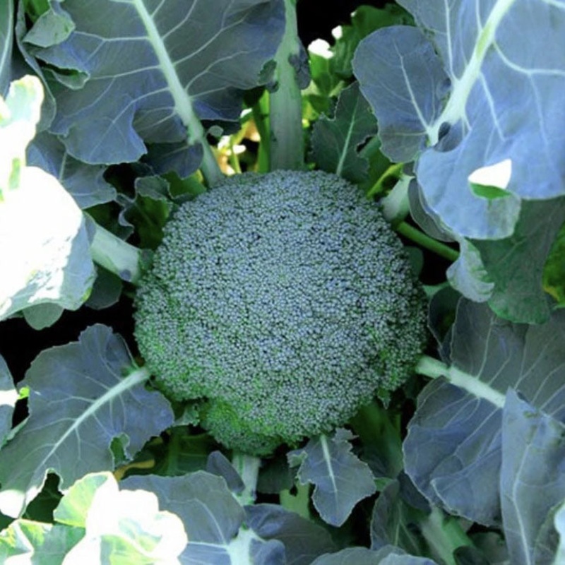 BROCCOLI ‘Gemini’|4″ square pot