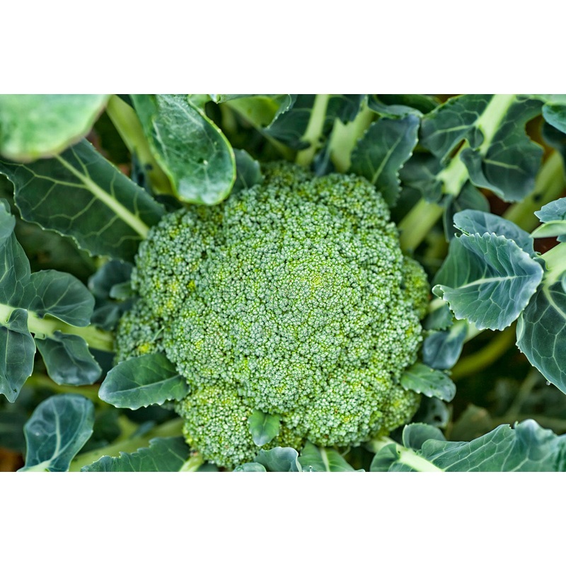 BROCCOLI ‘Green Magic’|4″ square pot
