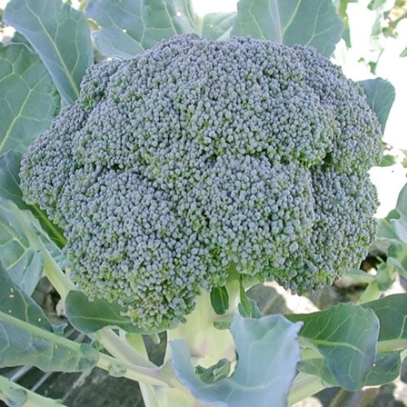 BROCCOLI ‘Gypsy’|4″ square pot