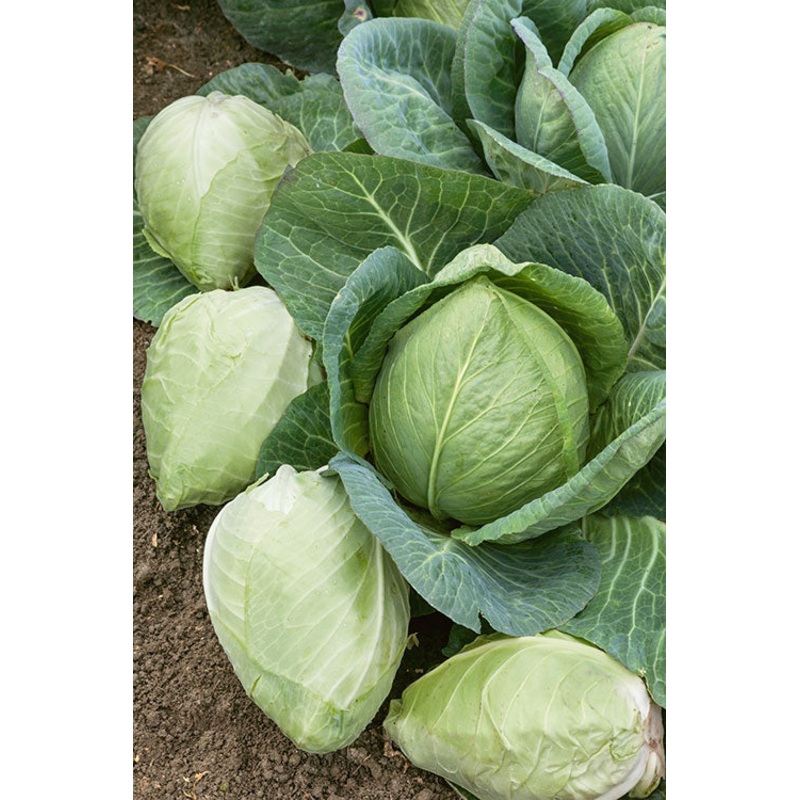 CABBAGE ‘Charleston Wakefield’