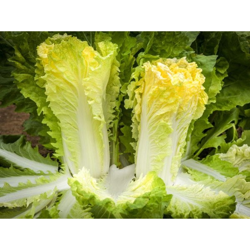 CABBAGE ‘Golden Beauty Napa’|4″ square pot