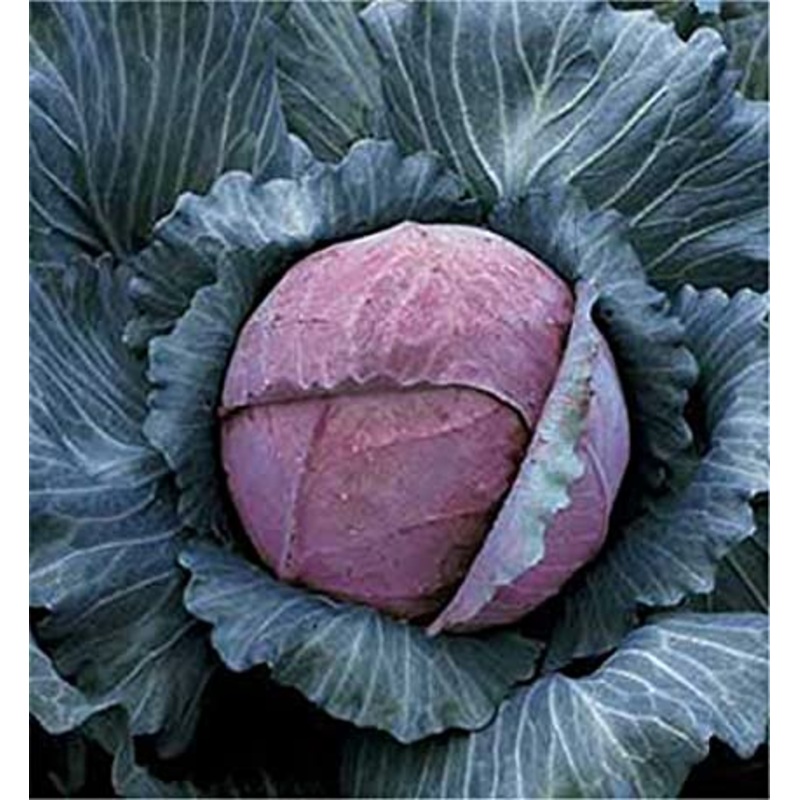 CABBAGE ‘Tete Noire’|4″ square pot