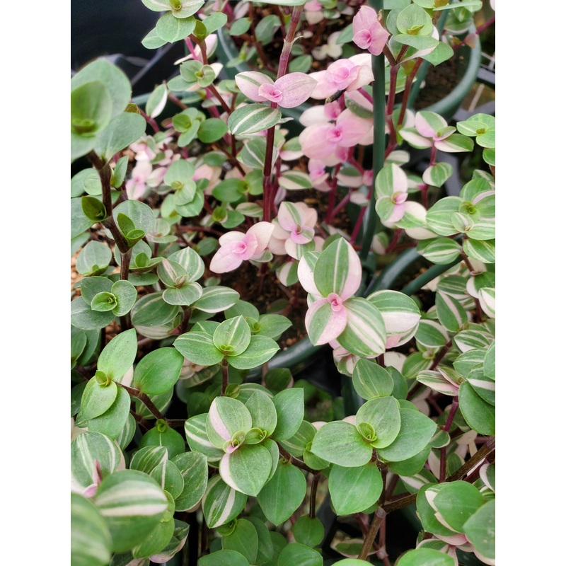 Callisia repens –Bianca Turtle Vine–